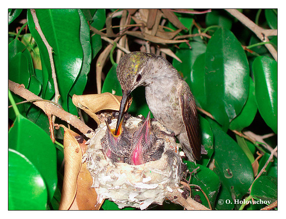 June 27 - progress in the nest of Anna's Hummingbird (Calypte anna)