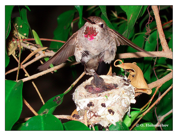 June 24 - progress in the nest of Anna's Hummingbird (Calypte anna)
