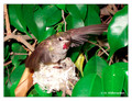 June 17 - progress in the nest of Anna's Hummingbird (Calypte anna)