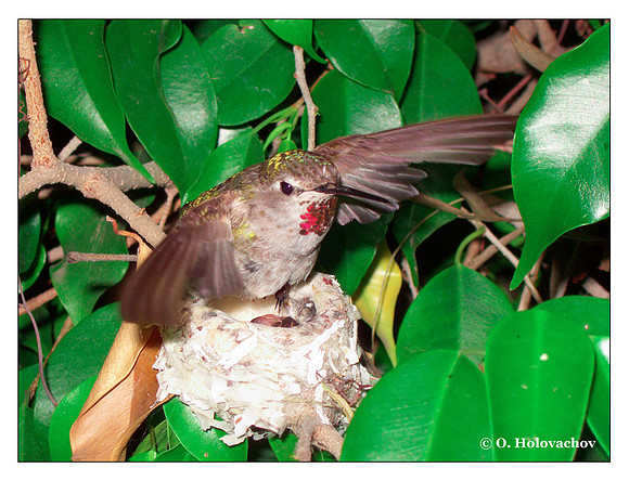 June 17 - progress in the nest of Anna's Hummingbird (Calypte anna)
