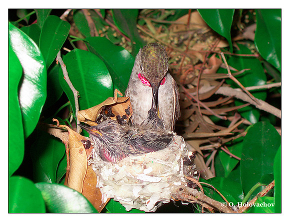 June 29 - progress in the nest of Anna's Hummingbird (Calypte anna)
