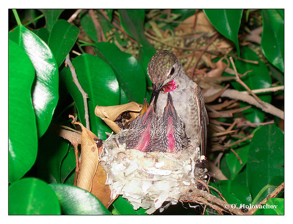 June 28 - progress in the nest of Anna's Hummingbird (Calypte anna)