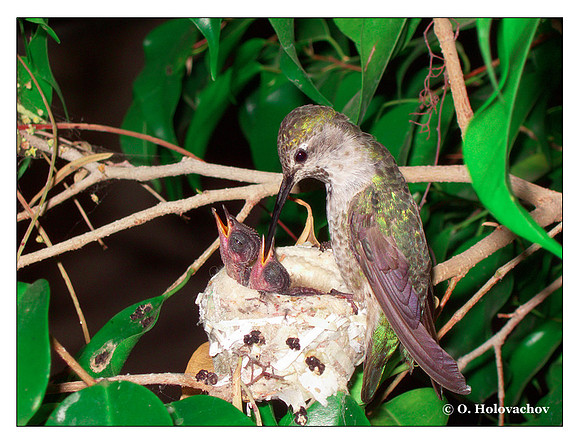 June 23 - progress in the nest of Anna's Hummingbird (Calypte anna)