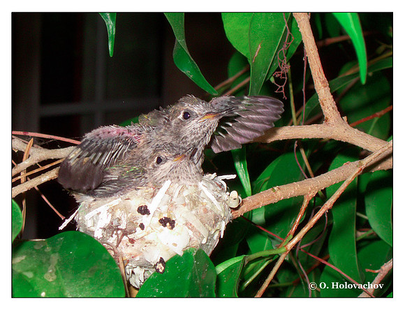 July 3 - progress in the nest of Anna's Hummingbird (Calypte anna)
