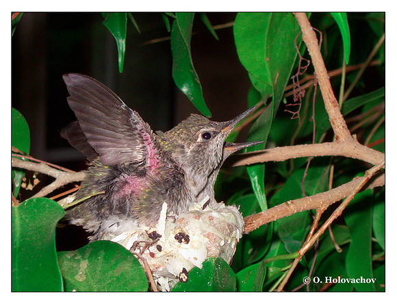 July 7 - progress in the nest of Anna's Hummingbird (Calypte anna)