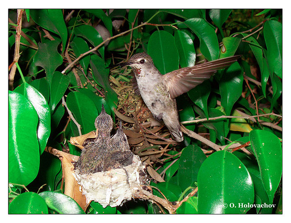 June 30 - progress in the nest of Anna's Hummingbird (Calypte anna)