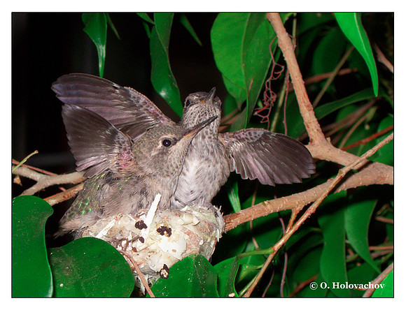 July 7 - progress in the nest of Anna's Hummingbird (Calypte anna)