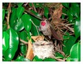 June 20 - progress in the nest of Anna's Hummingbird (Calypte anna)