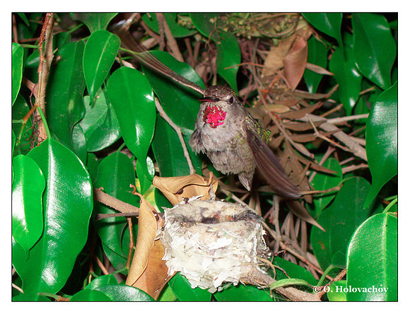 June 20 - progress in the nest of Anna's Hummingbird (Calypte anna)