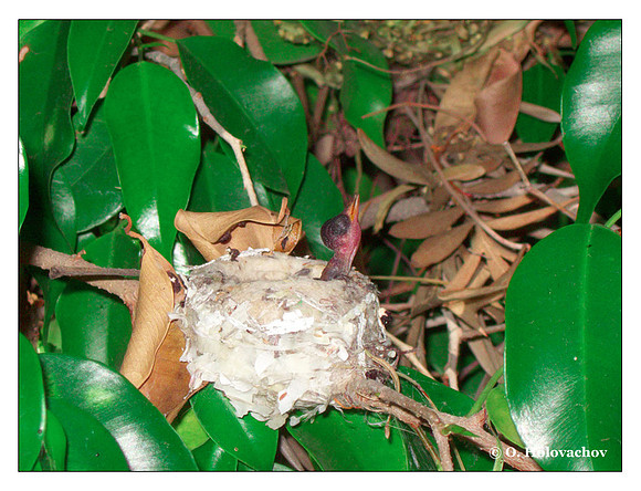 June 21 - progress in the nest of Anna's Hummingbird (Calypte anna)