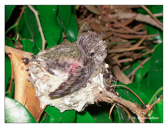 July 1 - progress in the nest of Anna's Hummingbird (Calypte anna)