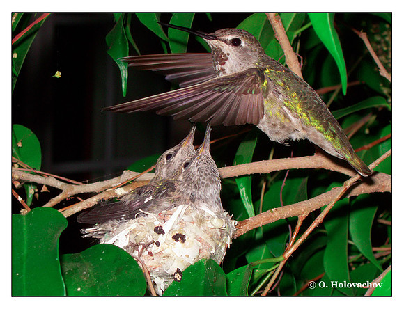 July 6 - progress in the nest of Anna's Hummingbird (Calypte anna)