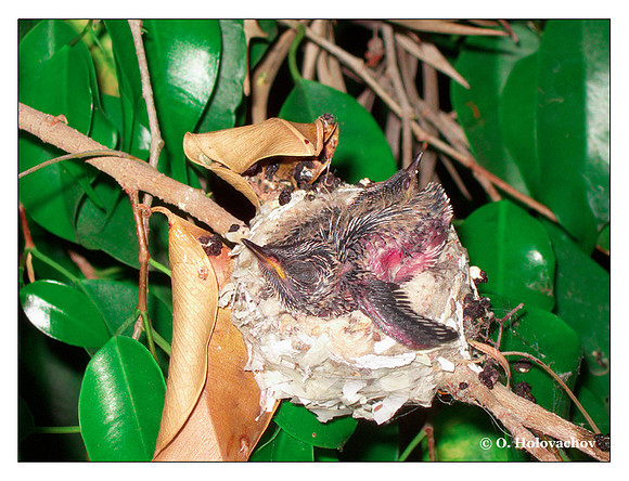 June 27 - progress in the nest of Anna's Hummingbird (Calypte anna)