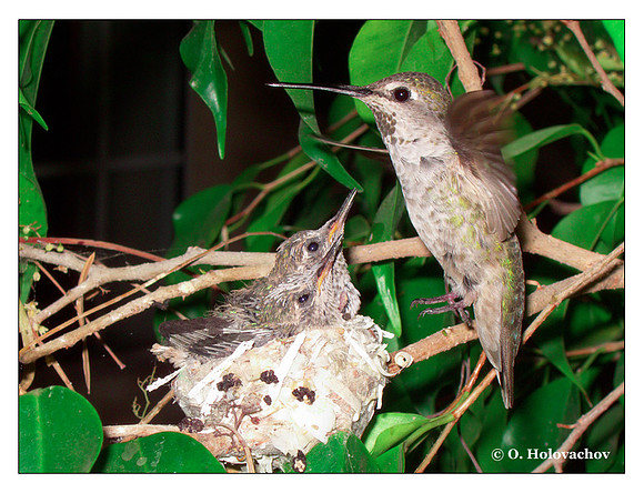 July 2 - progress in the nest of Anna's Hummingbird (Calypte anna)
