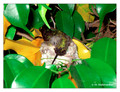 June 6 - progress in the nest of Anna's Hummingbird (Calypte anna)