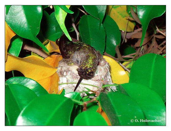 June 6 - progress in the nest of Anna's Hummingbird (Calypte anna)
