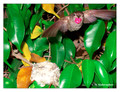 June 11 - progress in the nest of Anna's Hummingbird (Calypte anna)