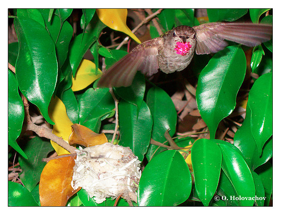 June 11 - progress in the nest of Anna's Hummingbird (Calypte anna)