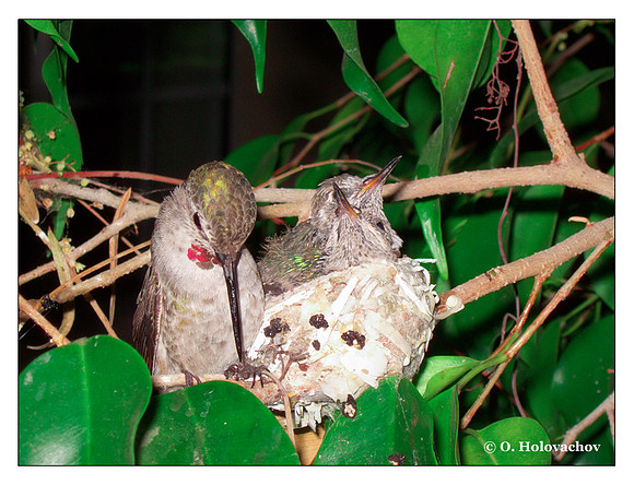 July 2 - progress in the nest of Anna's Hummingbird (Calypte anna)