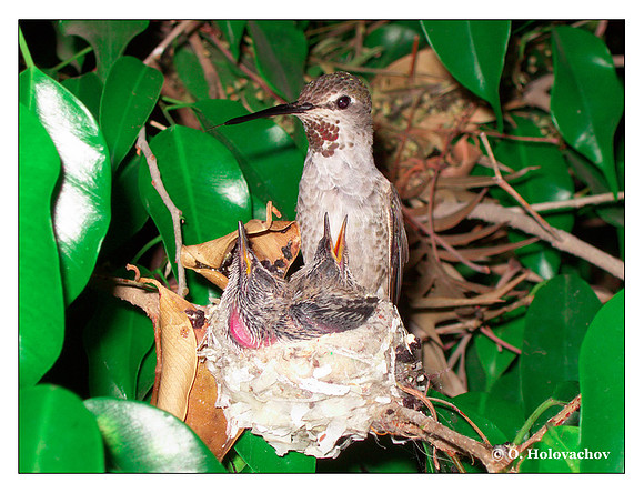 June 29 - progress in the nest of Anna's Hummingbird (Calypte anna)