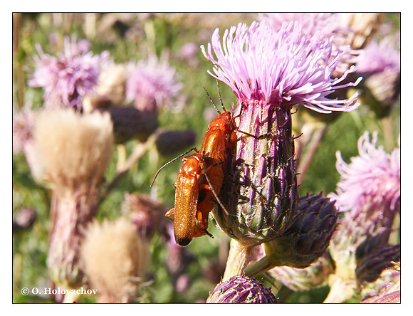 Red soldier beetle (Rhagonycha fulva) from Stockholm, Sweden