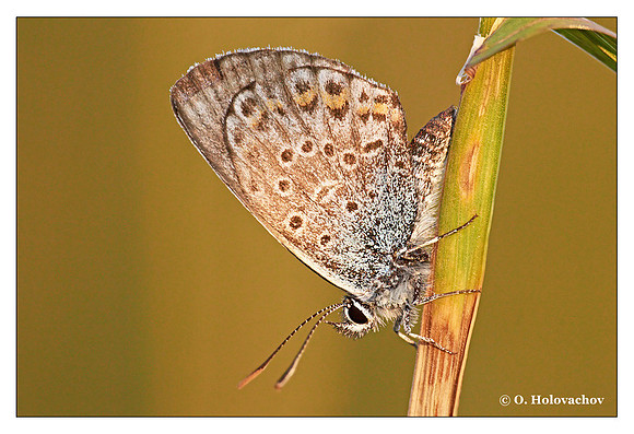 Unidentified species of Lycaenidae from Stockholm, Sweden