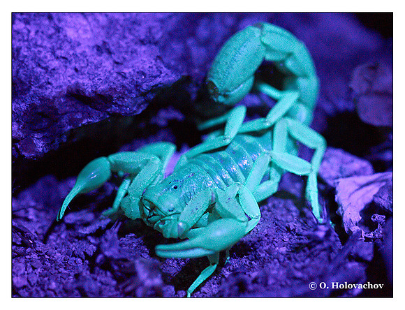 Hadrurus arizonensis