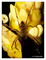 Unidentified spider from La Selva, Costa Rica