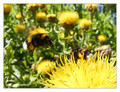 Unidentified bumblebee (Bombus sp.) from Stockholm, Sweden