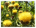 Unidentified bumblebee (Bombus sp.) from Stockholm, Sweden