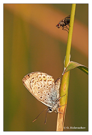 Unidentified species of Lycaenidae from Stockholm, Sweden