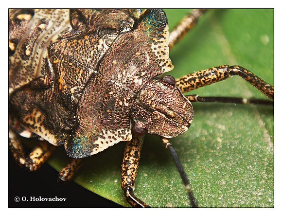 Unidentified species of Hemiptera from Stockholm, Sweden