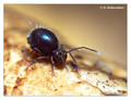 Springtail (Collembola) from around Stockholm