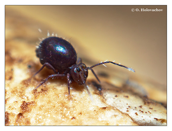 Springtail (Collembola) from around Stockholm