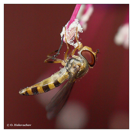 Unidentified fly (Dipter) from around Stockholm