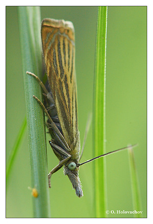 Unidentified moth (Lepidoptera) from around Stockholm