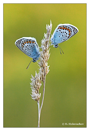 Unidentified species of Lycaenidae from Stockholm, Sweden