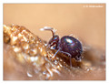 Springtail (Collembola) from around Stockholm