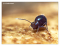 Springtail (Collembola) from around Stockholm
