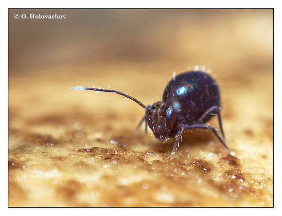 Springtail (Collembola) from around Stockholm