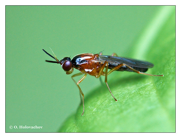 Unidentified wasp (Hymenoptera) from around Stockholm