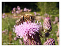 Unidentified bee (Apis sp.) from Stockholm, Sweden