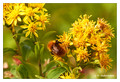 Unidentified bumblebee (Bombus sp.) from Tromsø, Norway