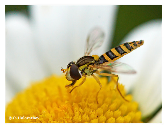Unidentified fly (Diptera) from around Stockholm