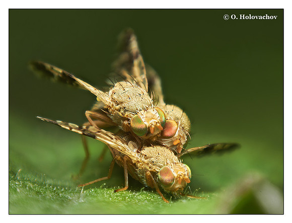 Unidentified species of Diptera from Stockholm, Sweden