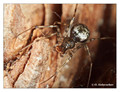 Unidentified spider from Abisko, Sweden