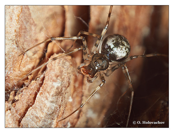 Unidentified spider from Abisko, Sweden