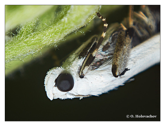 Unidentified species of Lepidoptera from Stockholm, Sweden