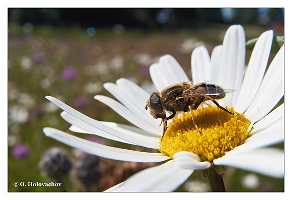 Unidentified species of Diptera from Stockholm, Sweden