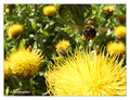 Unidentified bumblebee (Bombus sp.) from Stockholm, Sweden
